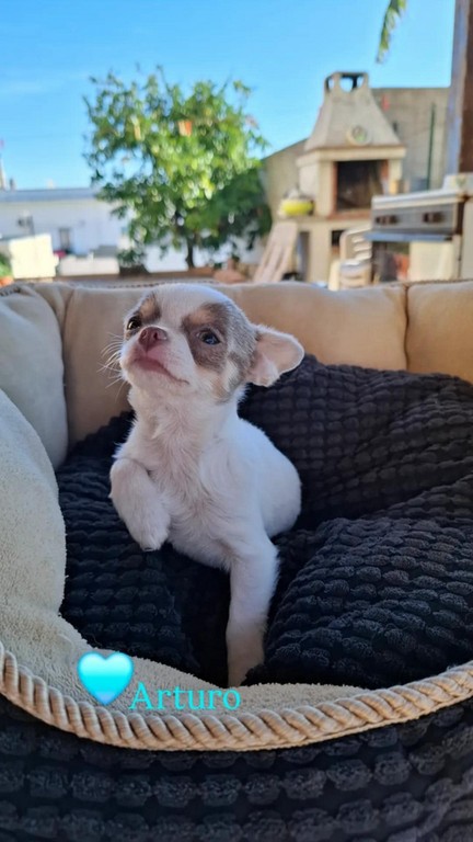 chihuahua