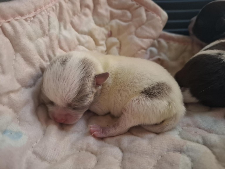 chihuahua