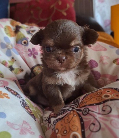 chihuahua