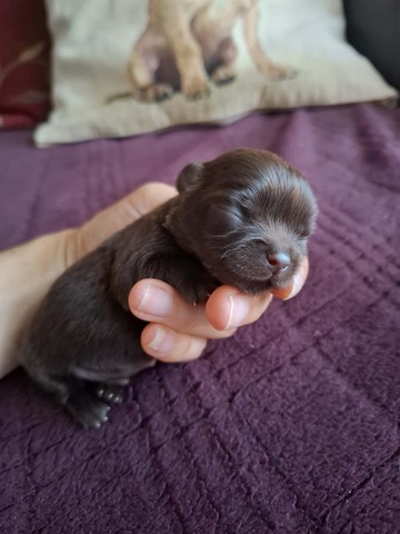 chihuhuahua
