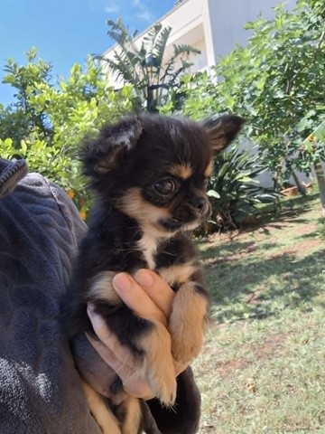 chihuahua