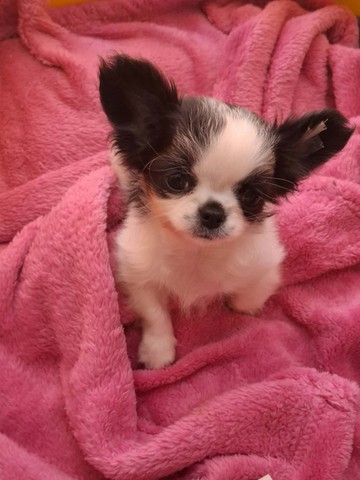 chihuahua