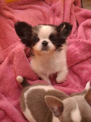 chihuahua