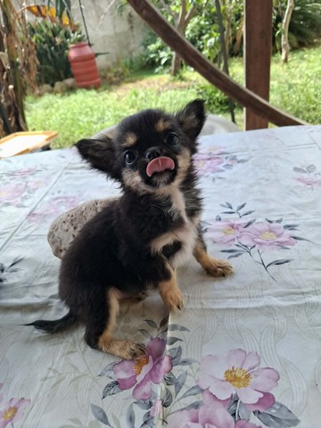 chihuahua