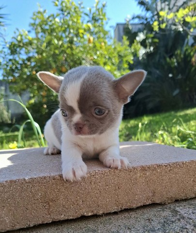 chihuahua