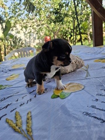 chihuahua