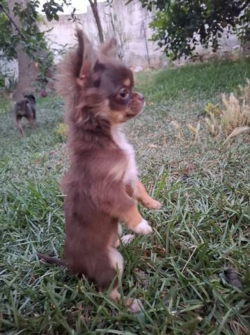 chihuahua
