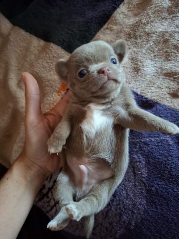 chihuhuahua